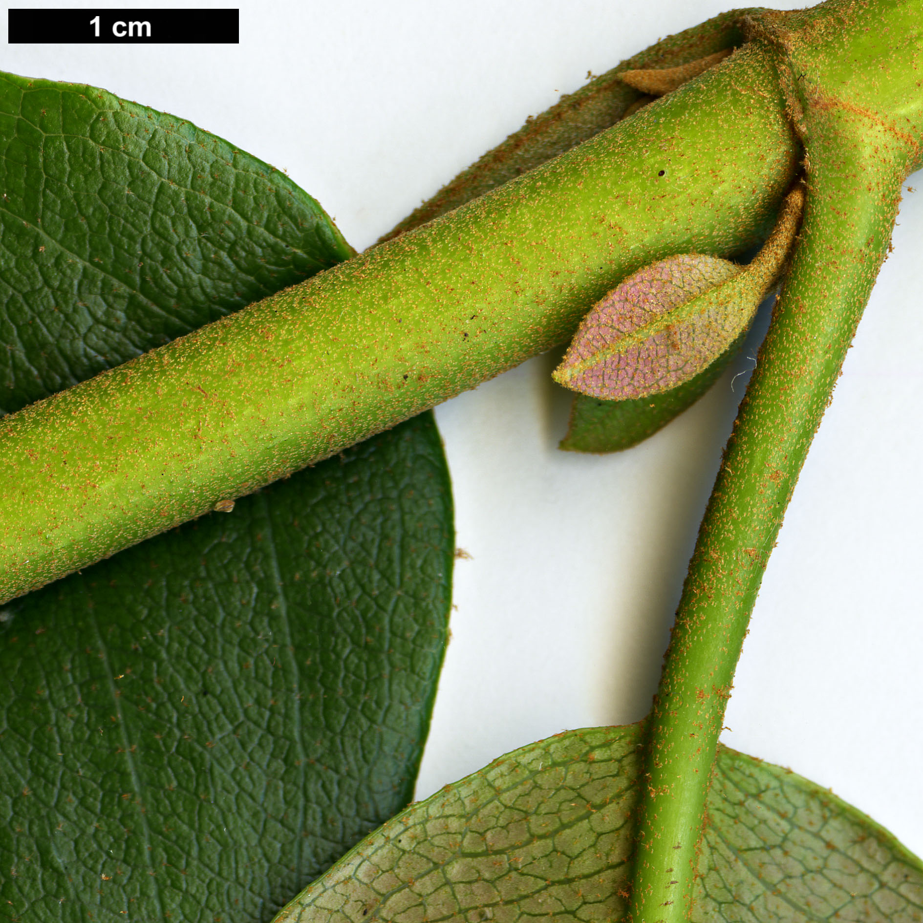 High resolution image: Family: Hydrangeaceae - Genus: Hydrangea - Taxon: peruviana × H.serratifolia 